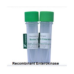 China Enterokinase de recombinaison, exprimé en E.coli, Enterokinase de recombinaison, origine animale libre, fournisseur wholesale