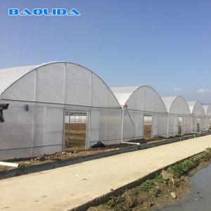 Large Size Steel Frame Multi Span Greenhouse For Tomato Vegetable Planting