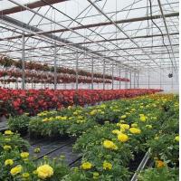 China Single-Arch Greenhouse for Flower Farming Boost Your Flower Production on sale