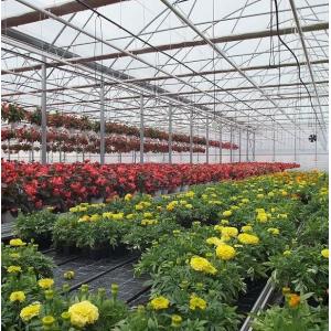 Single-Arch Greenhouse for Flower Farming Boost Your Flower Production
