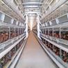China Hot Galvanized Automatic H Type Chicken Cage Layer Poultry For Farming Equipment wholesale