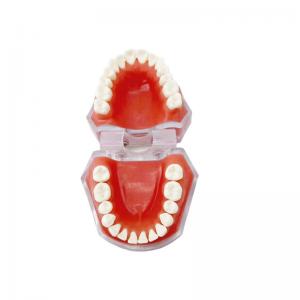 Dental Materials Detachable Tooth Models Learning To Practice Tooth Extraction