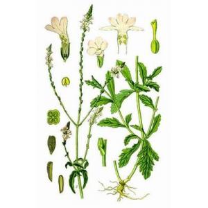 Verbena herb powder, Verbena officinalis Extract, Brown Fine Powder, Antiphlogistic, Antitumor, Shaanxi Yongyuan Bio-Tec