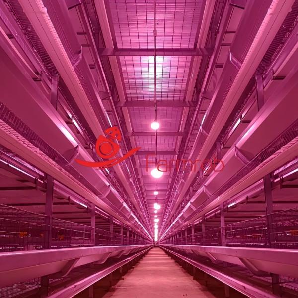 Precision Manufacturing Layer Chicken Cage System with 7.5° Sloped Bottom Mesh and Automatic Drinking System for Poultry Farms