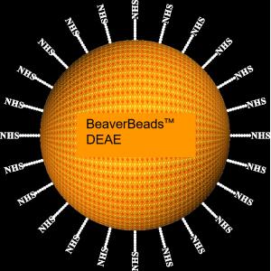 China Agarose DEAE Magnetic Beads 30μm 10% Volume Ratio 1000 mL supplier