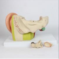 China Human Ear Model 3 Times Life Size Advanced PVC Material on sale