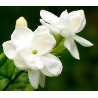 Anti-oxidation 4:1,10:1 natural Jasmine Extract, Jasmine Flower Extract, Jasmine Tea Extract TLC