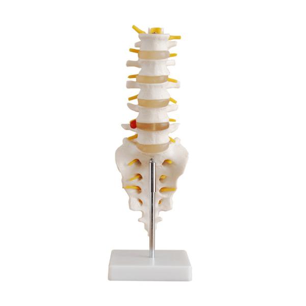 Simulation Pvc Lumbar Vertebrae Model , Small Human Skeleton Model With Coccyx