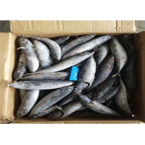 3ppm Histamine A Grade Bulk 250kg Frozen Bonito Fish