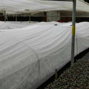 160gsm Agriculture Non Woven Fabric 190cm White Tear Resistant