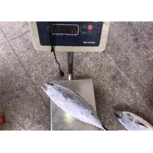 1.5kg Auxis Thazard Bulk Fresh Bonito Fish With Omega 3
