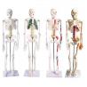 Full Body 85cm Small Human Skeleton Model With Painted Muscles