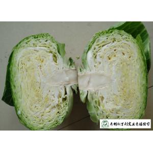 China Oval Shape Green Pointed Head Cabbage Lower Blood Pressure 1 - 3 KG / PER supplier