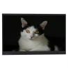 China 98inch 4K Interactive Flat Panel Android 14 8+128gb Digital Smart Touch Screen Android OPS Mobile Stand Optional For Classroom Meeting wholesale