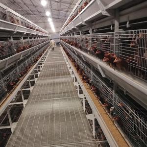 China Animal Coop Chicken Layer Cage Customized Scheme Feeding Egg Equipment supplier