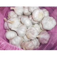 Factory Price Premiun Fresh Normal White Garlic  20KGS Packed in Mesh Bag