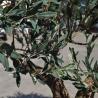 China Customized Realistic UV Resistant Large Indoor Olive Tree​ For Commercial Projects Residential Use wholesale