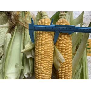 El FDA certificó el maíz dulce fresco del 100% Iqf en las mazorcas