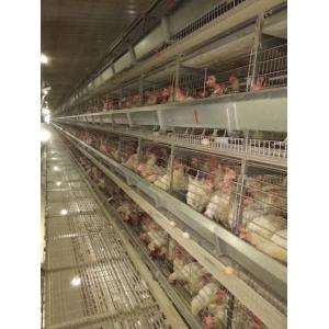 China Poultry Farm Layer Chicken Cage / Full Automatic Chicken Raising Equipment supplier