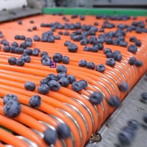 Computer Control Blueberry Sorting Machine 360 Degree Rotational Scanning