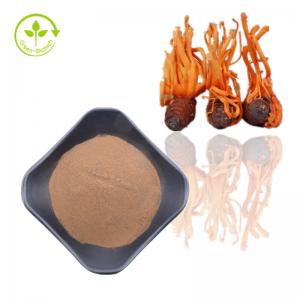 Cordyceps Sinensis Extract Supplement Powder For Healthy Care