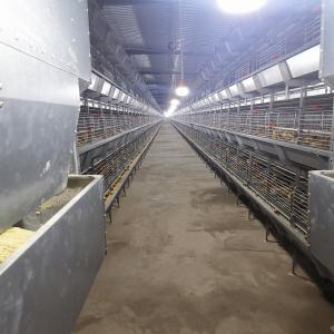 China Q235 HDG Broiler Equipment H Type 1.0mm Meat Chicken Cage supplier