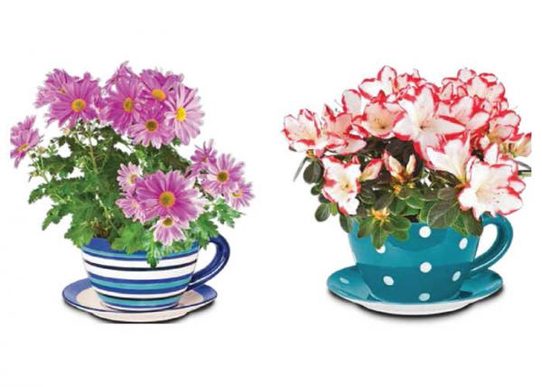Garden Ceramic Jumbo Tea Cup Planters With Attached Saucer Stripe / Polka Dots
