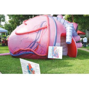 Inflatable Human Organs Giant Brain Heart Lungs For Teaching Medical Activities Display