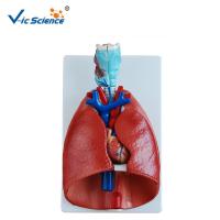 China Coeur et poumon modèles anatomiques humains de enseignement de larynx VIC-320 modèle on sale