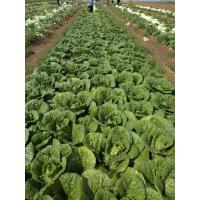 China Good Taste Flat Head Cabbage For Frying / Simmering / Mixing / Simmering on sale