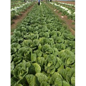 Good Taste Flat Head Cabbage For Frying / Simmering / Mixing / Simmering