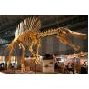 Huge Complete Dinosaur Fossil Model For Shopping Mall / Open Air Museum