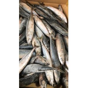 China BQF Sea Frozen Mackerel Fish , 40 - 60pcs/ctn Frozen Fishing Bait wholesale