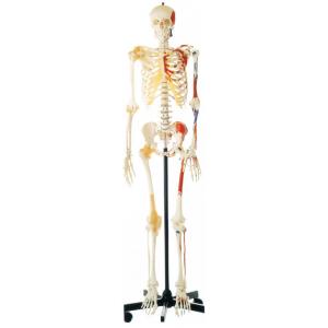 プロモーション人間の骨格片面塗装筋肉人体解剖モデル
