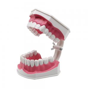 Plastic Dental Teaching Model For Oral Tooth Brushing Exercise OEM ODM