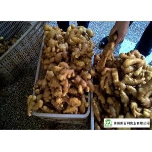 China Mature Organic Fresh Ginger , Wholesale Premium Grade Air Dried Ginger supplier