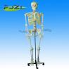 life-size skeleton 170cm tall(skeleton model deluxe on roller stand)