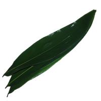 China Vacuum Packed 23cm Fresh Bamboo Leaves For Rice Dumplings on sale