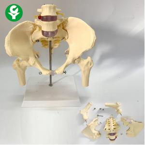 China Medical Female Anatomical Model With Two Lumbar Vertebrae Pelvis Femur Skeletal supplier