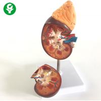 China Human Kidney Model With Adrenal Gland Hospital Clinic Display Support on sale