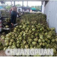 China Customized Coconut Water Making Machine - 18C Production Store Type Coconut Water Processing on sale