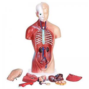 42cm 4D Human Anatomy Model For Medical Teaching