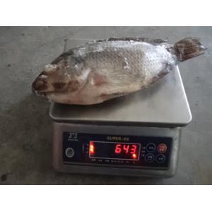 China Black Farm Raised Frozen Tilapia Gutted and Scaled supplier