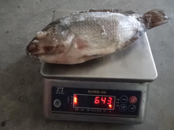 Black Farm Raised Frozen Tilapia Gutted and Scaled