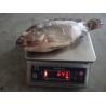 Black Farm Raised Frozen Tilapia Gutted and Scaled