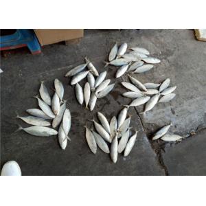 Whole Round 4pcs 6pcs Per Kg Frozen Indian Mackerel For Restaurant