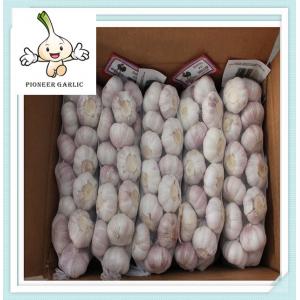 Export Fresh Chinese Garlic Jinxiang Fresh Garlic Sell Chinese Garlic