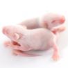 China KSD 6-8 Weeks Old Mus Musculus Laboratory SPF Mice In House Breeding wholesale