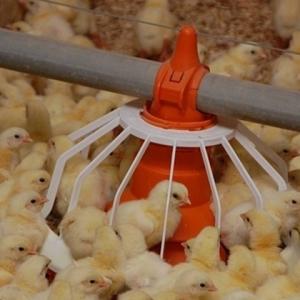 China Closed House Chicken 20T Poultry Farm Equipment wholesale