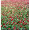 China El extracto de alta calidad del trébol rojo de la CLAR de los isoflavonas del 8% beneficia al fingimiento L. del cuerpo-Trifolium. wholesale